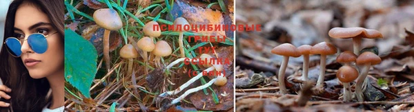 ПСИЛОЦИБИНОВЫЕ ГРИБЫ Нягань